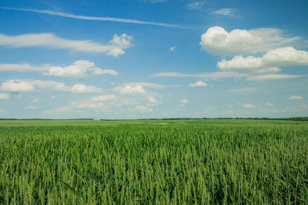 idyllic summer time landscape green field wheat cereals and horizon background scenic view with blue...