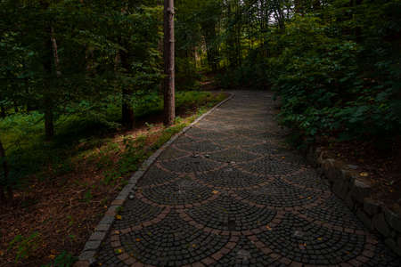 dark dramatic forest landscaping park nature environment space with early autumn brown colors and...