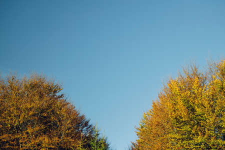 autumn nature wallpaper background photography of yellow orange brown top of trees foliage on soft blue sky scenic view wallpaper simple pattern fall season time with empty copy space your textの写真素材