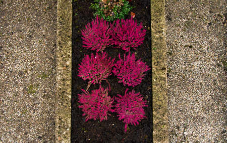 cemetery flower bed gray grave yard foreshortening from above with pink bushesの写真素材