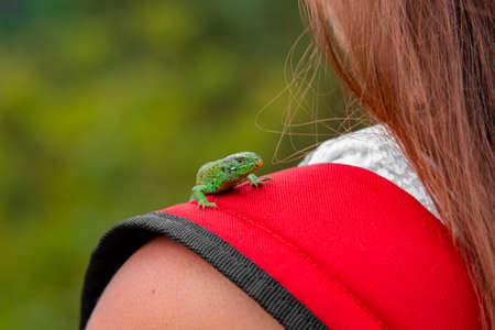 lizard animal photography on girl tender shoulder colorful wild life outdoor scenic viewの写真素材