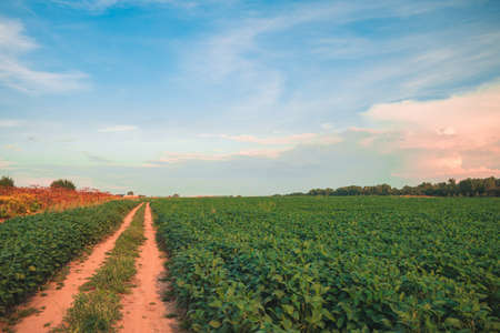 country side agriculture farm land landscape scenic view peaceful sunset evening lighting with purple and blue sky background spaceの写真素材