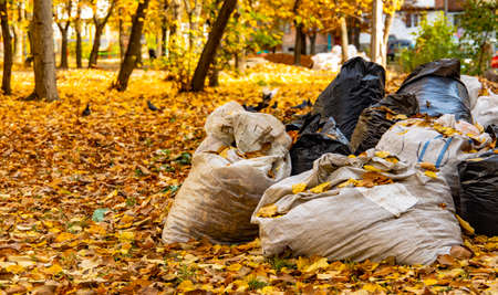 landscaping cleaning garbage bags in park outdoor autumn September nature environment space with falling leaves everywhereの写真素材