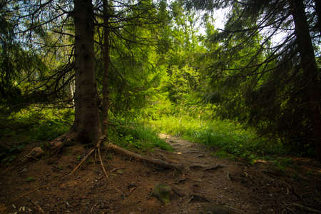 green nature mountain forest scenic view outdoor environment space pine trees wilderness place...