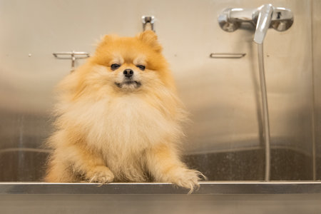 unhappy dissatisfied and funny dog portrait after shower in grooming salon Spitz small domestic pet wallpaper conceptの写真素材