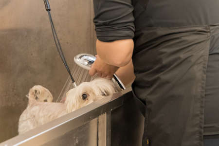 grooming shower poor bath and wet dog cute eye looking at camera soft focus and noise polluted conceptの写真素材