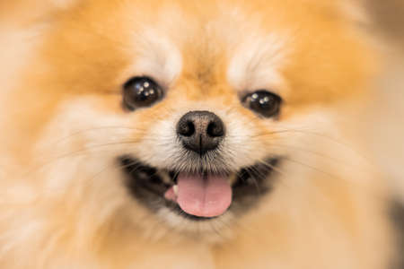 Spitz portrait cute dog soft focus on nose texture concept domestic pet photography with unfocused eyes and smiling expressionの写真素材