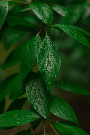 green wet leave after rain with water drops fresh air and ecology thematic vertical pictureの写真素材