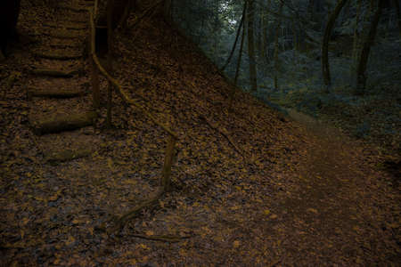 mystery moody forest landscape in autumn October season with stairway path and dark trees background of Helloween holidaysの写真素材