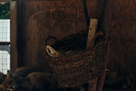 warning kill animal for their wool and skin, cruelty picture from textile fabrick territory with cage with dead foxの写真素材