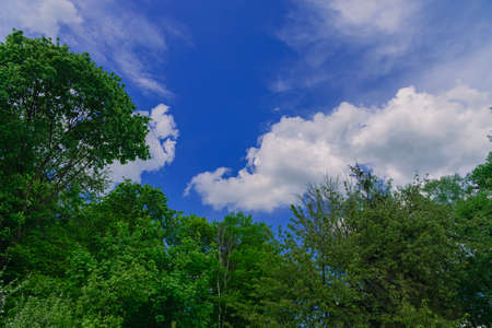 summer landscape above green trees foliage and blue sky white clouds scenic view in July season clear weather dayの写真素材