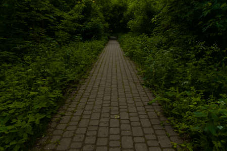 pavement road in dark of tree in wild forest environment space outdoor lonely place concept without people here perspective alley landscapingの写真素材