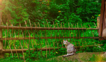 cat portrait on village back yard in garden nature environment space summer clear weather day time and bright light sun glareの写真素材