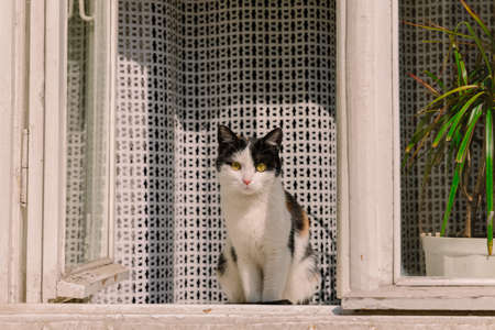 black and white cat domestic pet on window sill outside photography foreshortening from street sideの写真素材
