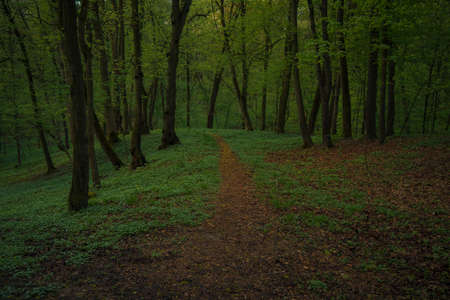 forest scenic view trail under foliage shadow wood land landscape environment space photoの写真素材