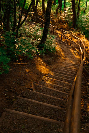 fable wood land stairway path in golden sun light in evening time vertical forest landscape photoの写真素材