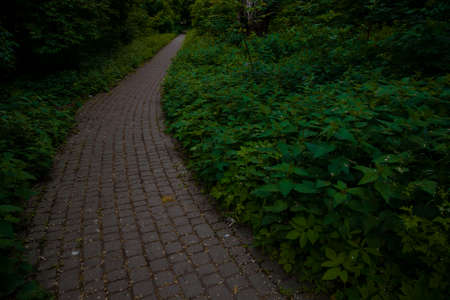 cabble stone pavement road in dark park outdoor wood land zone with a lot of green foliage under trees shadow dark environment spaceの写真素材