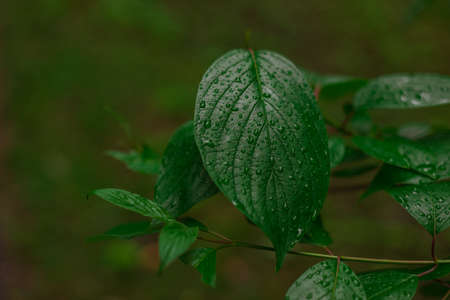 freshness atmosphere after rain natural photography concept of green leave with water dew green surfaceの写真素材