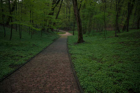 dark green zone of the park without people here with paved trail for walking and promenade actionの写真素材