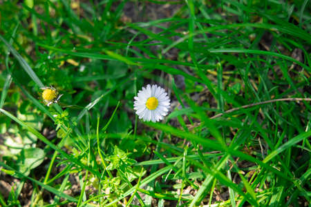 soft focus chamomile white flower blossom on a grass meadow in sunny spring dayの写真素材