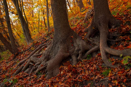 autumn fairy tale wood land landscape of huge forest oak roots in colorful orange environment space in October season dayの写真素材