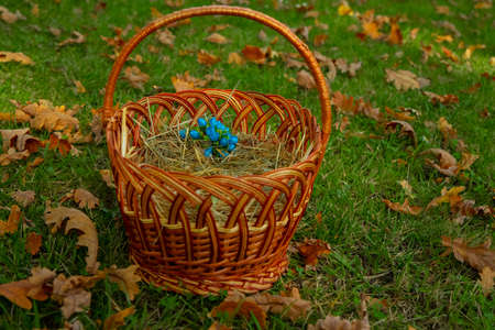 fall season October time colorful garden environment space with falling leaves everywhere and folk hand made basket with synthetic blue flowers, still life photographyの写真素材
