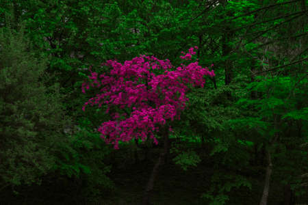 beautiful pink flowers blossom on a tree with green foliage environment outdoor space garden wood...