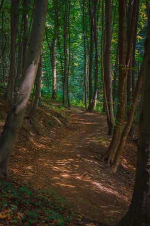 vertical photography of morning forest landscape outdoors environment space with dirt path way curved trail without peopleの写真素材