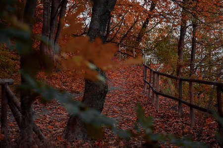 fairy tale spooky wood land natural environment space of October fall season time orange foliage and lonely trail between trees in country side areaの写真素材