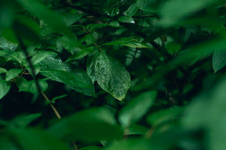 morning dew rainy season garden foliage natural photography leaves in dusk toningの写真素材