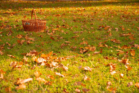 October meadow autumn season golden time with falling leaves and folk basket on a ground colorful wallpaper natural photographyの写真素材
