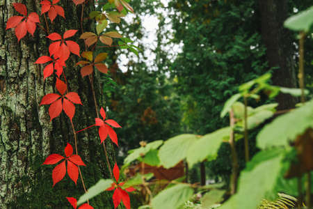 colorful red and green autumn garden September outdoor park scenic viewの写真素材