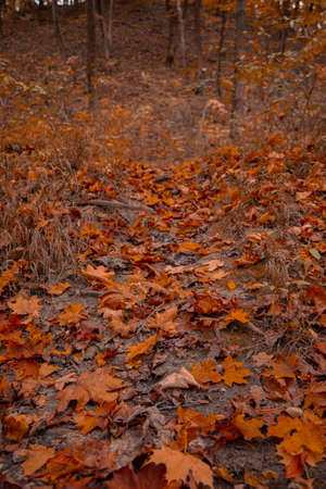 autumnal falling leaves park orange foliage cover October season vertical natural photoの写真素材