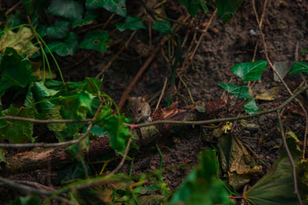 wild mouse rodent animal close up photography in wood land forest environment natural space soft focus photographyの写真素材