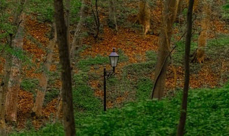 park natural scenic view in autumn season with green and brown grass and leaves and lantern landmark object between treesの写真素材