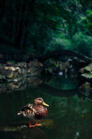 duck wild life photography in national park natural beautiful moody environment space with unfocused background in shadow with dark foliage and stone bridge, vertical formatの写真素材