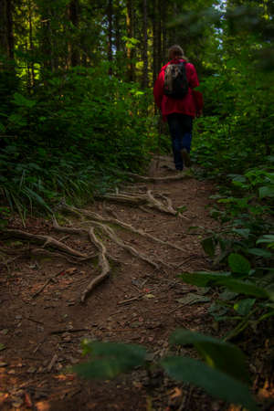 trekking activity in forest tree roots beautiful wood land nature vertical photography and man person on background in red jacketの写真素材