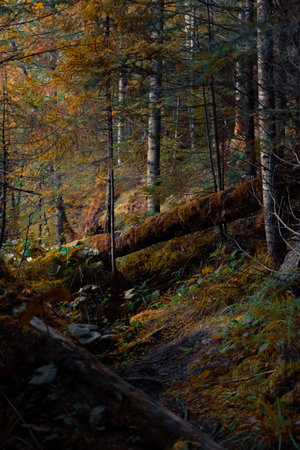 moody autumn forest landscape deep wilderness environment with falling of trees and brown moss in October season time vertical photoの写真素材