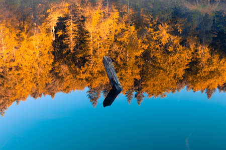 calm lake water smooth surface with reflection from autumn sun rise trees orange lighting and sunken wooden stick in the center of composition, picturesque natural wallpaper photography conceptの写真素材