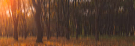 blurry nature concept panoramic landscape background photography of dramatic autumn season in October dusk park outdoor zone with sunset orange lightingの写真素材