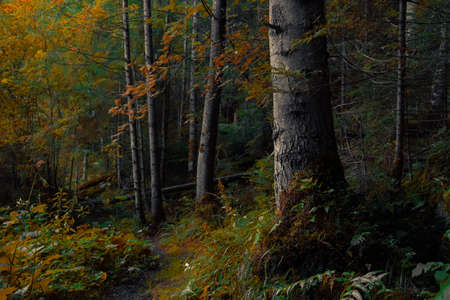moody atmospheric forest landscape of autumn October season