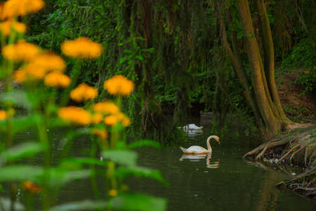 swan swimming in lake near shore beautiful nature landscape photography in park with unfocused foreground of yellow chamomile flowersの写真素材