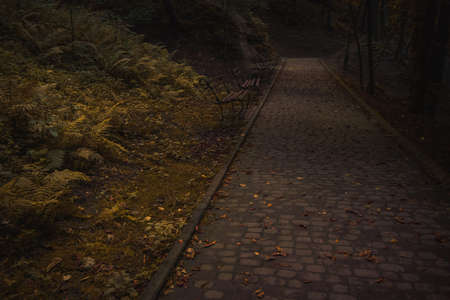 moody enchanted wood land nature environment with paved trail and abandoned bench without people in...