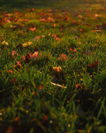 majestic October warm sun light on grass meadow with falling autumn season leaves vertical...
