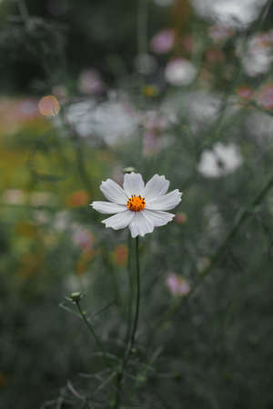 chamomile floral blooming flower in garden bed natural vertical photography in moody unsaturated colors styleの写真素材