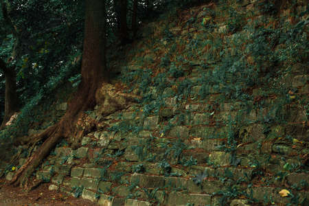 dark mystic wood land landmark place outdoor view of ruined stone construction with moss and wall and tree with huge roots autumn landscape photographyの写真素材
