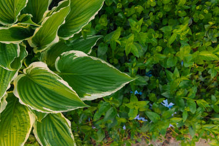 green color flora background photography in botanical garden foliage and grass spring blossom season time, soft focus on leavesの写真素材