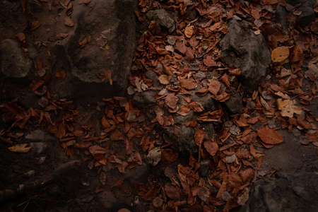 dusk wood land roots ground of autumn season time with fall leaves brown color, dramatic and moody atmosphere soft focus photographyの写真素材