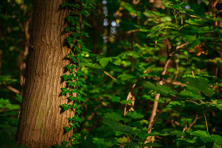 tree foliage in evening sun light forest wood land outdoor environment space local scenic view
