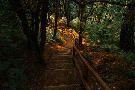 morning forest outskirts environment space with hand crafted wooden stairs object for walkingの写真素材